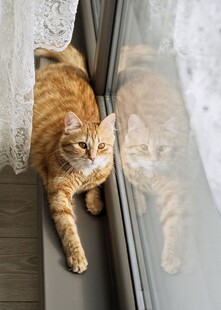 窗边慵懒橘猫