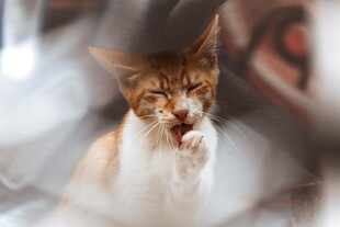 打哈欠的可爱小猫