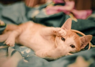 慵懒躺卧的小橘猫