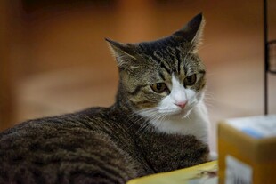 居家休憩的虎斑猫咪