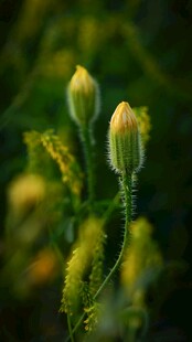 柔焦黄花苞特写