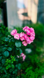 朦胧粉花小景