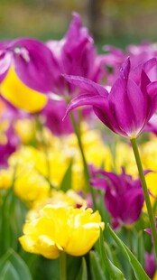 紫黄相间郁金香花丛