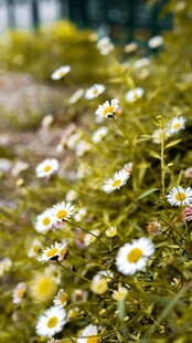 朦胧郊野雏菊花丛