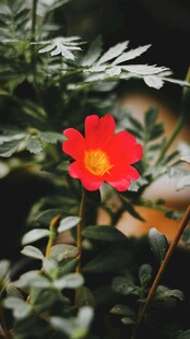 绿叶间的红色小花