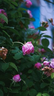粉色蔷薇花苞景致