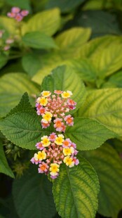 马缨丹花卉清新特写