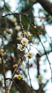 柔焦白梅花枝特写