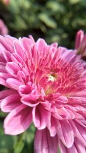 粉色菊花特写