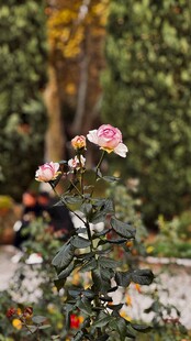 户外粉色月季花
