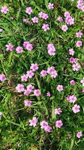 草丛间粉色小野花
