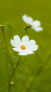朦胧清新小雏菊