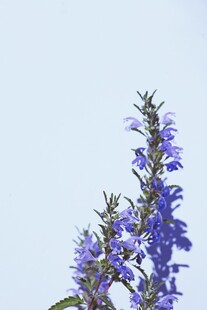 浅蓝天空下蓝紫花穗