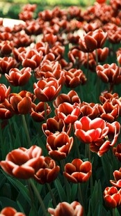 红色郁金香花海
