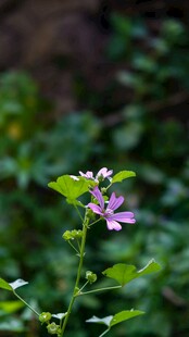 野外淡紫色小野花