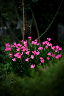 林间朦胧粉色花簇