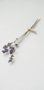 干薰衣草花束