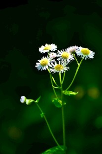 虚焦小白花特写