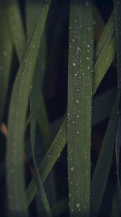 带露绿植叶片特写