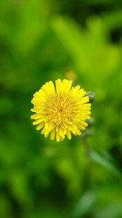 柔焦小黄花特写