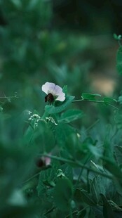 林间野生小蘑菇