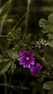 紫色野花自然特写