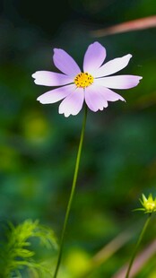 淡紫小野花特写