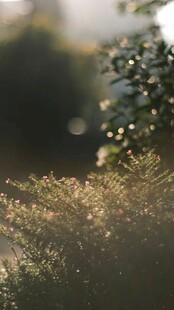 玻璃水珠朦胧水景