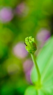 柔焦清新植物花苞