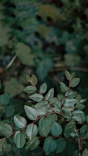 清新绿植枝叶特写