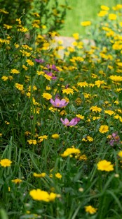 朦胧春日野花草地