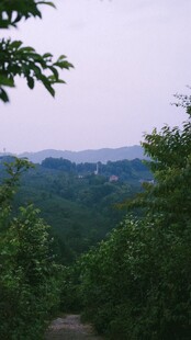 林间远眺山野风光