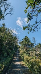 郊野林间晴日小路风景