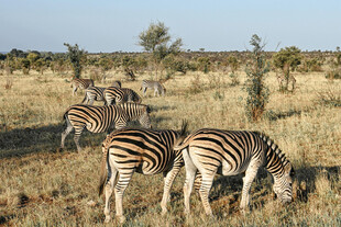 非洲草原斑马群觅食