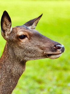 野生雌鹿头部特写