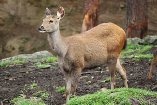 林间野生小鹿