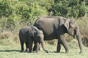 大象母子野外同行