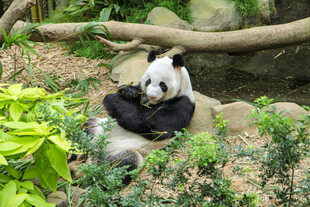 大熊猫坐享美食