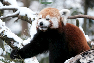 雪枝上的小熊猫