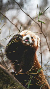 树间可爱小熊猫