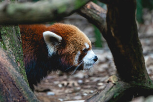 躲在树间的小熊猫