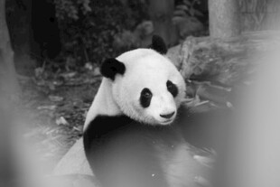 泡澡的大熊猫