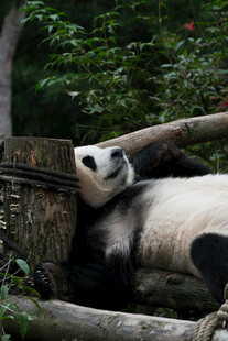 休憩的可爱大熊猫