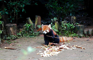 小熊猫林间休憩