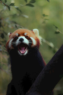 开心大笑的小熊猫