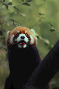 吐舌呆萌小熊猫
