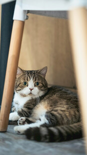 桌下休憩的虎斑猫咪