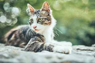 慵懒休憩的虎斑猫咪