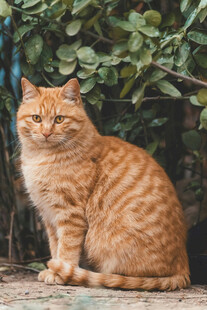 户外端坐的橘猫