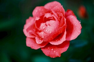 雨后粉红月季花